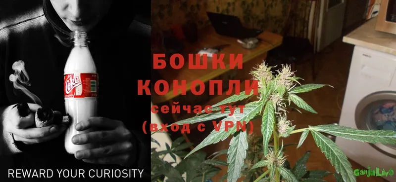 где продают наркотики  Вятские Поляны  гидра как войти  МАРИХУАНА SATIVA & INDICA 